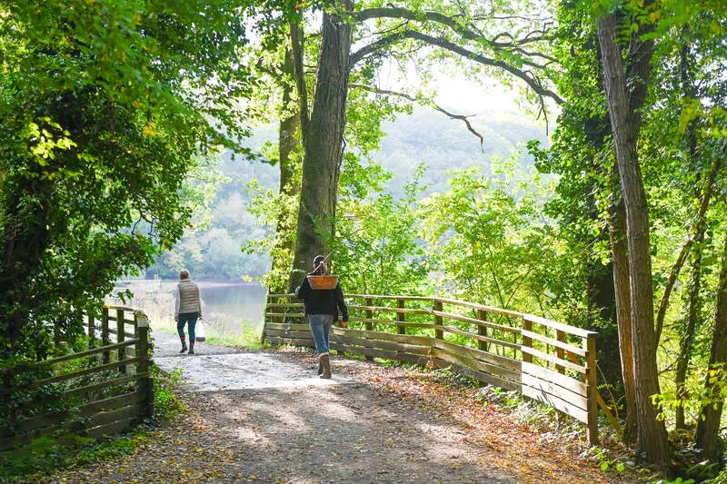 Image de la forêt de la Corbière