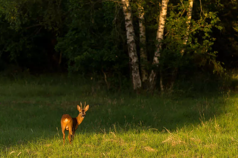 Photo du Bois de Rumignon avec un cerf en premier plan 